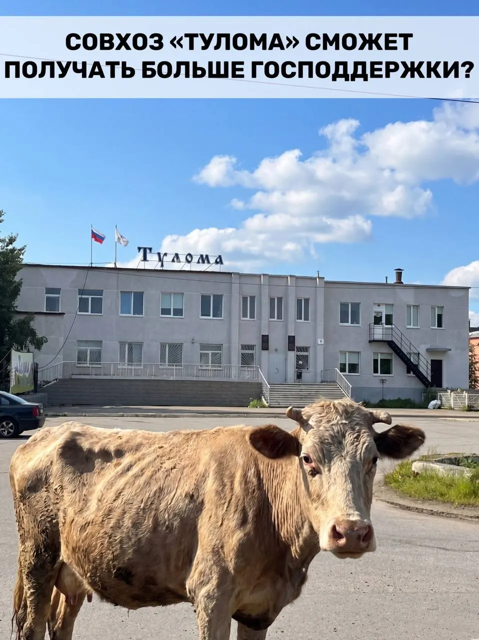 Правительство расширило критерии выплат для молочных хозяйств — теперь поддержку смогут получать предприятия с долей государства или муниципалитета более 25%. Для Мурманской области это важно, но в совхозе «Тулома» уже сигналят о критических проблемах: нехватке кормов, долгах и риске потерять поголовье.
