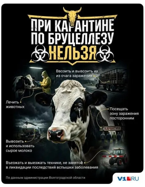 В хуторе Яблонский Иловлинского района зафиксирована вспышка бруцеллеза среди домашнего скота: 51 положительный результат, заражённые животные отправлены на убой, человеческих случаев не зафиксировано.