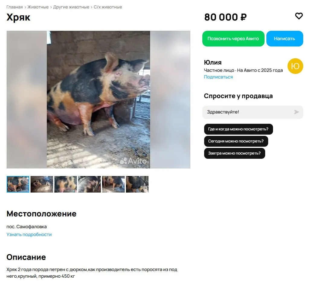 Хряк оценён в 80 тысяч рублей: его решают продать из‑за агрессивного поведения, а местные фермеры считают покупку выгодной инвестицией из‑за репродуктивного потенциала.