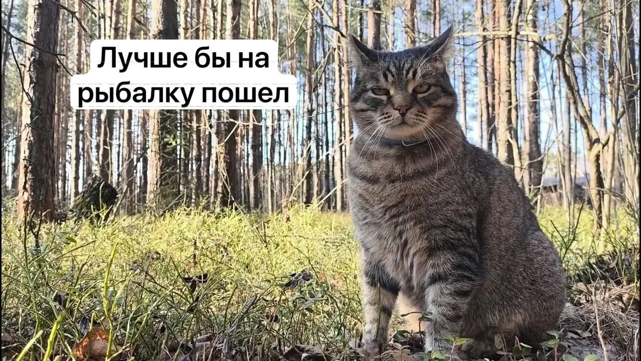 С 1 сентября 2027 года потребуется оформление пропуска на портале «Госуслуги» для сбора некоторых редких грибов — в перечень войдут, в том числе, сыроежка золотистая и чёрный трюфель. Заявки будут рассматривать до 15 дней, а незаконный сбор грозит уголовной ответственностью.