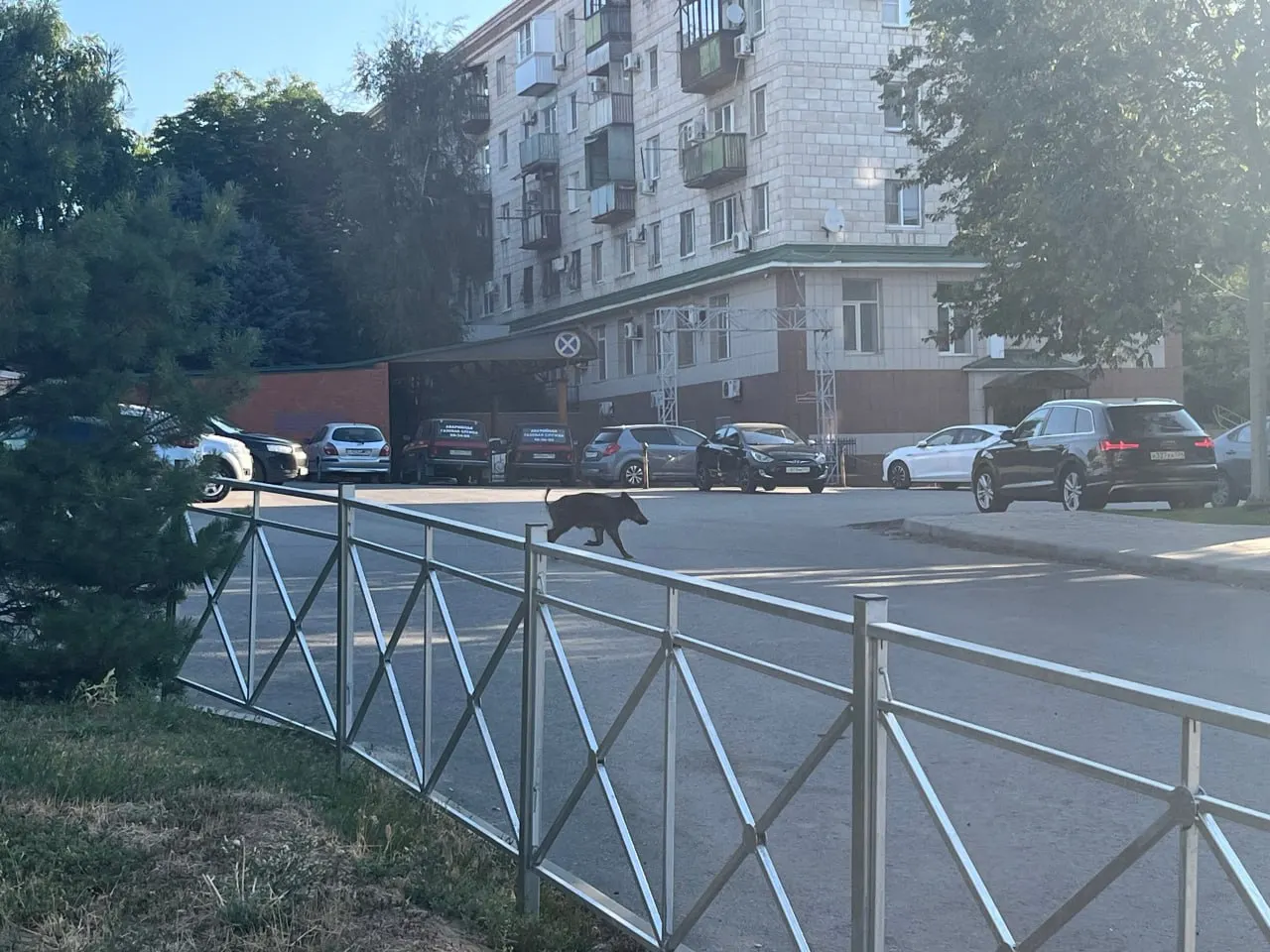 Прохожие увидели кабана у путепровода в конце улицы 7-й Гвардейской — животное осматривает заросли рядом с железнодорожными путями.
