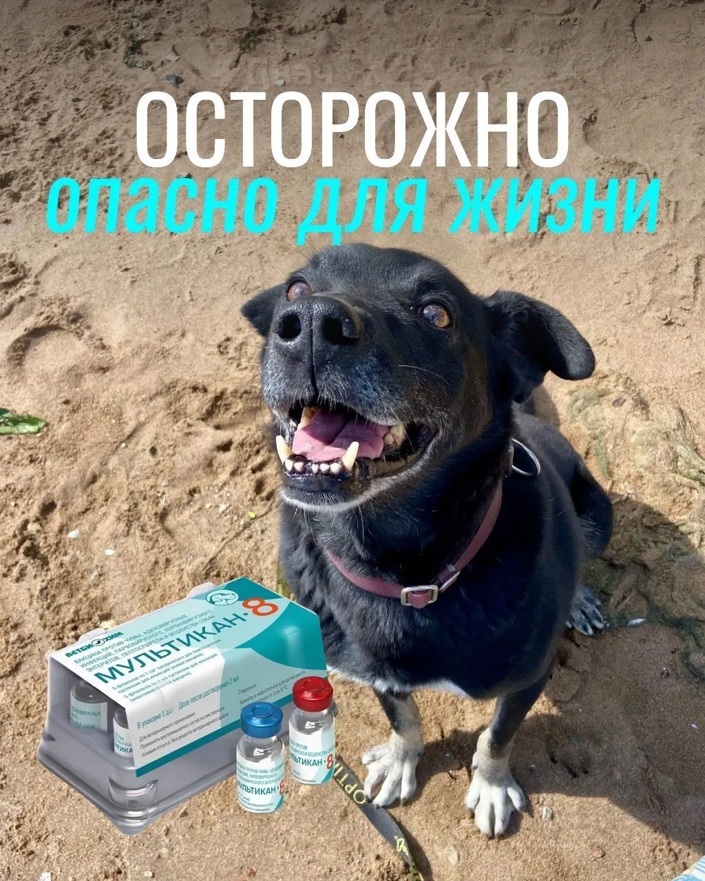 Владельцы жалуются на судороги, рвоту с кровью, высокую температуру и отёки после вакцинации; часть животных погибла. Проверяют партии вакцины, причинно-следственная связь пока не доказана.