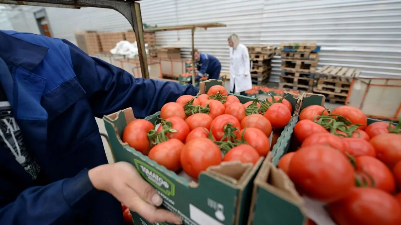 С 12 июня временно запрещён ввоз и транзит любой подкарантинной продукции из Армении — ограничения действуют до выработки механизма контроля после выявления карантинных объектов.